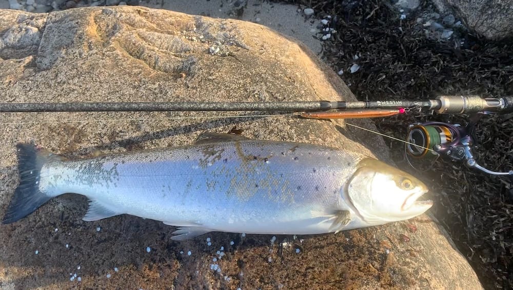 Havørredfiskeri i efteråret –  Omkring København
