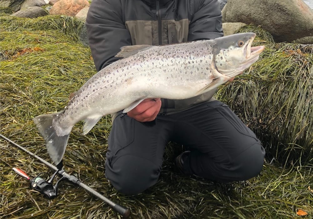 Havørredfiskeri i efteråret –  Omkring København