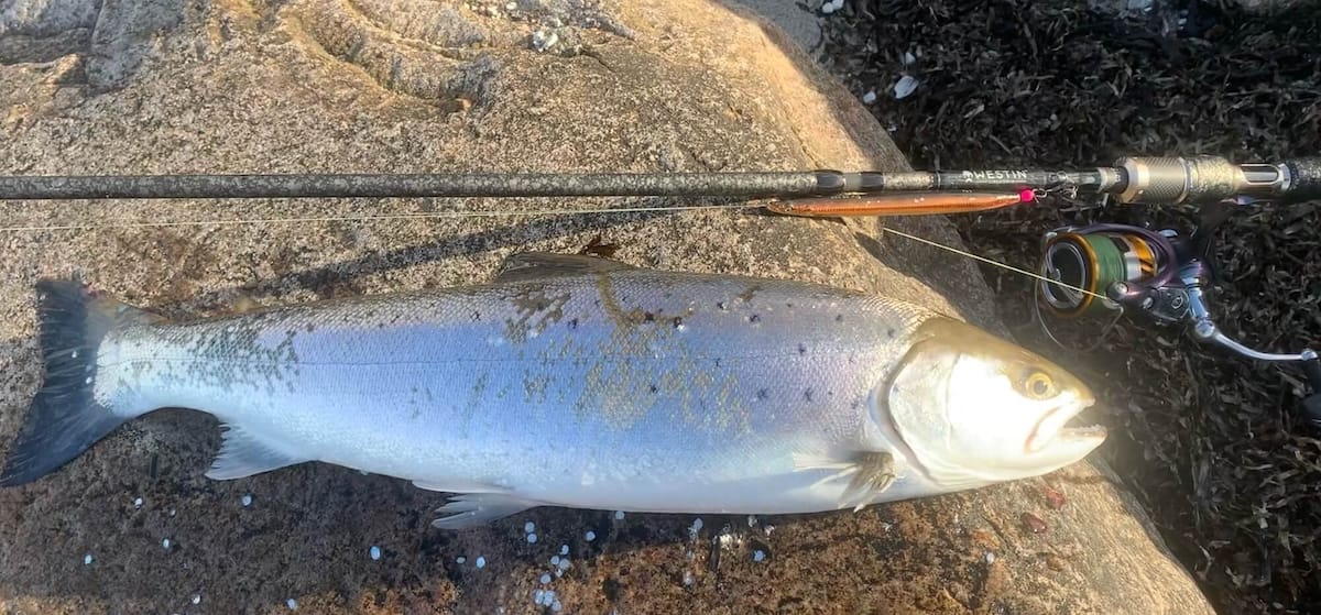 Hvordan fanger man en havørred? – mine erfaringer fra kysten