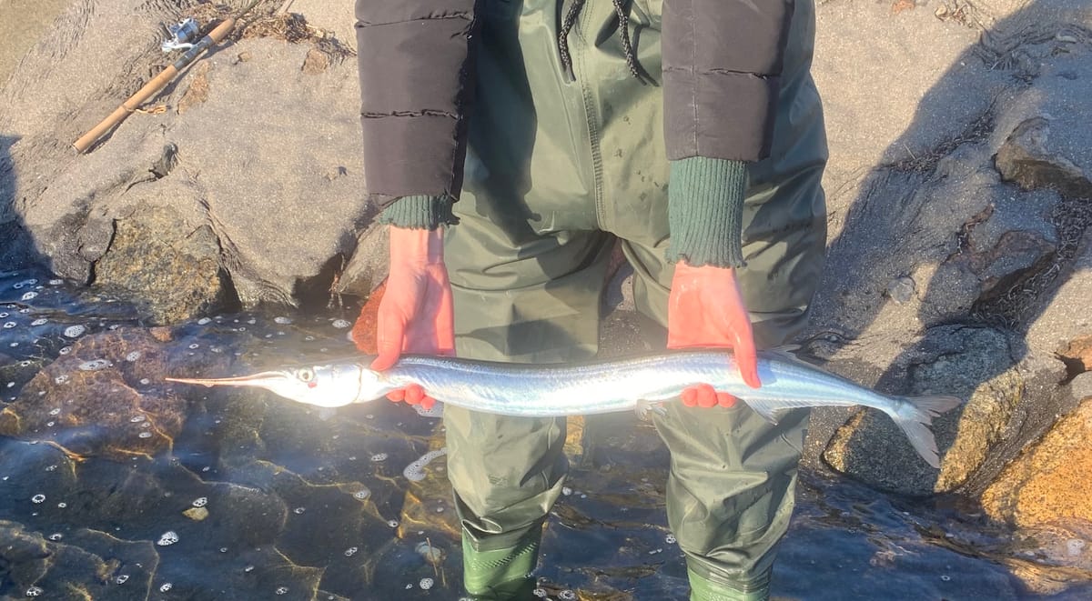 Hornfisk – sjovt sommerfiskeri for hele familien