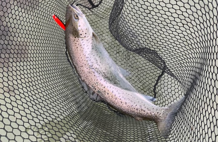 Bedste blink til havørred – mine erfaringer fra kystfiskeriet