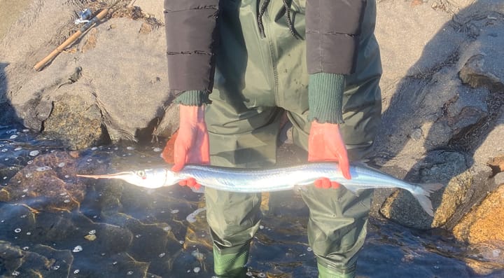 Hornfisk – sjovt sommerfiskeri for hele familien