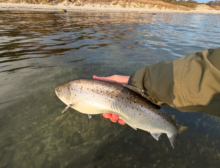 Hvorfor jeg elsker at fiske havørred i de kolde måneder