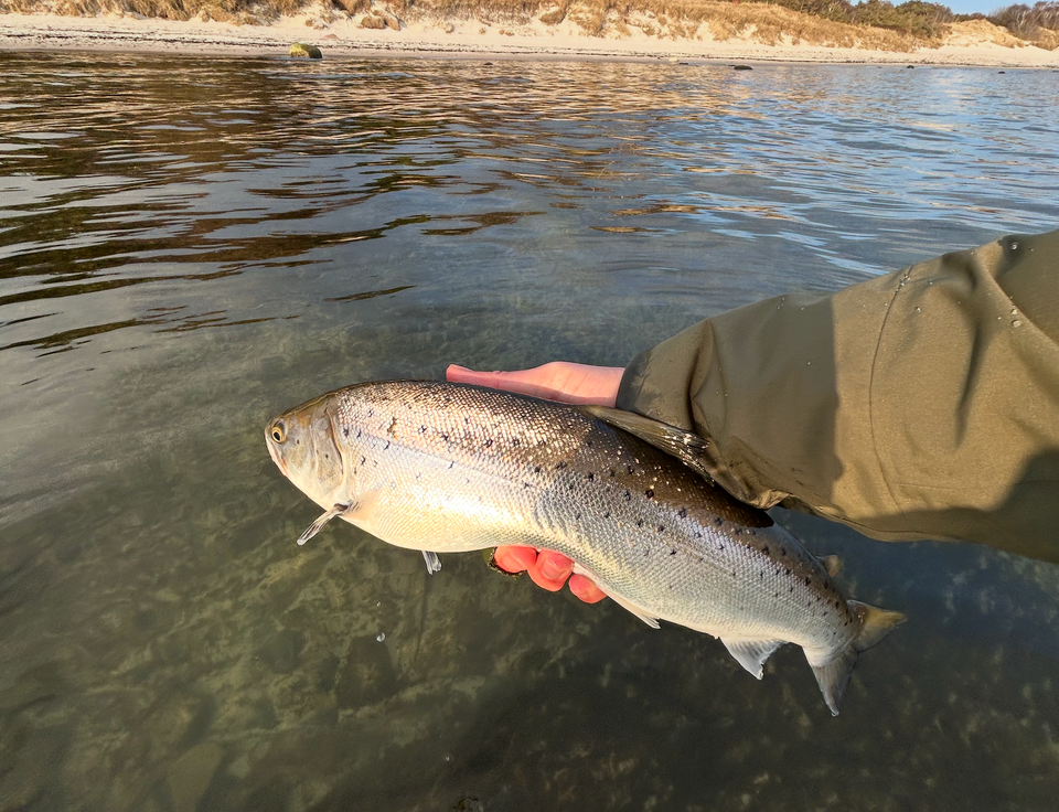Hvorfor jeg elsker at fiske havørred i de kolde måneder